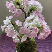 ヒメ日記 2025/04/20 05:24 投稿 あおか 丸妻 新横浜店