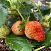 ヒメ日記 2025/05/18 09:46 投稿 あおか 丸妻 新横浜店