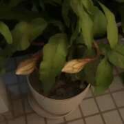 ヒメ日記 2025/10/01 08:10 投稿 あおか 丸妻 新横浜店