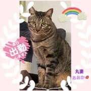 ヒメ日記 2025/10/08 06:30 投稿 あおか 丸妻 新横浜店