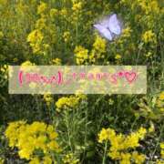 ヒメ日記 2026/03/29 07:30 投稿 あおか 丸妻 新横浜店