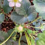 ヒメ日記 2026/04/04 06:28 投稿 あおか 丸妻 新横浜店