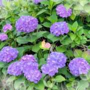 ヒメ日記 2025/06/27 17:15 投稿 けいこ奥様 金沢の20代30代40代50代が集う人妻倶楽部