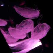 ゆうり あした 千葉松戸ちゃんこ