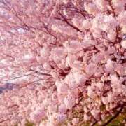 ヒメ日記 2025/04/14 22:14 投稿 平もか 癒したくて成田店～日本人アロマ性感～