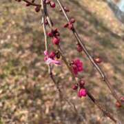 ヒメ日記 2026/02/13 00:24 投稿 えな Felice(フェリス)