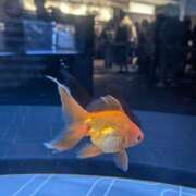 ヒメ日記 2025/05/18 10:55 投稿 あんり 奥様の実話 なんば店