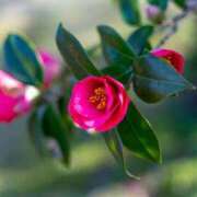 ヒメ日記 2025/02/15 16:00 投稿 ゆきな ニューヨークニューヨーク