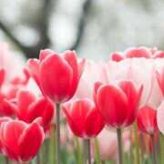 ヒメ日記 2025/04/11 15:57 投稿 ゆきな ニューヨークニューヨーク