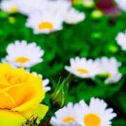 ヒメ日記 2025/04/19 23:37 投稿 ゆきな ニューヨークニューヨーク