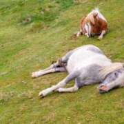 ヒメ日記 2025/05/23 17:33 投稿 ゆきな ニューヨークニューヨーク