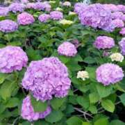 ヒメ日記 2025/06/09 15:54 投稿 ゆきな ニューヨークニューヨーク