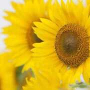 ヒメ日記 2025/07/26 16:53 投稿 ゆきな ニューヨークニューヨーク