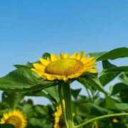 ヒメ日記 2025/08/15 15:57 投稿 ゆきな ニューヨークニューヨーク