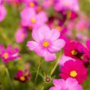 ヒメ日記 2025/09/29 15:58 投稿 ゆきな ニューヨークニューヨーク