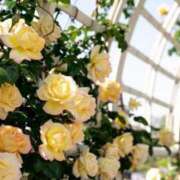 ヒメ日記 2025/11/28 15:53 投稿 ゆきな ニューヨークニューヨーク