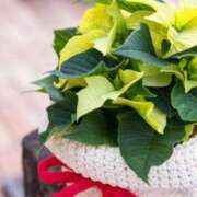 ゆきな こんばんは。 ニューヨークニューヨーク