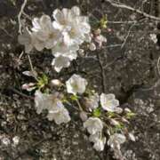 ヒメ日記 2026/03/27 18:45 投稿 ゆきな ニューヨークニューヨーク