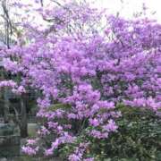 ヒメ日記 2026/04/05 15:58 投稿 ゆきな ニューヨークニューヨーク