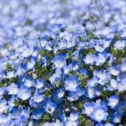 ヒメ日記 2026/04/17 15:58 投稿 ゆきな ニューヨークニューヨーク