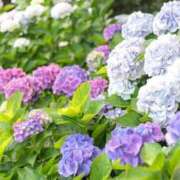 ヒメ日記 2026/06/15 15:54 投稿 ゆきな ニューヨークニューヨーク