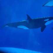 ヒメ日記 2025/11/16 10:12 投稿 さき スピードエコ難波店