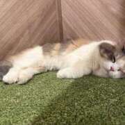 さき さき（エコ難波店） スピードエコ難波店