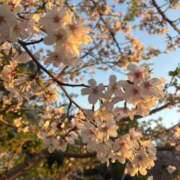 ヒメ日記 2025/04/08 13:08 投稿 ゆうみ 大塚アテネ