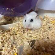 ヒメ日記 2025/02/09 15:57 投稿 なな（P) 神奈川小田原ちゃんこ