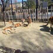 ヒメ日記 2025/03/08 18:57 投稿 なな（P) 神奈川小田原ちゃんこ