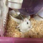 ヒメ日記 2025/04/27 10:08 投稿 なな（P) 神奈川小田原ちゃんこ