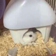 ヒメ日記 2025/05/04 17:47 投稿 なな（P) 神奈川小田原ちゃんこ