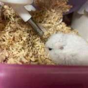 ヒメ日記 2025/05/11 10:37 投稿 なな（P) 神奈川小田原ちゃんこ