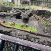 ヒメ日記 2025/10/10 01:27 投稿 なな（P) 神奈川小田原ちゃんこ