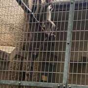 ヒメ日記 2025/10/17 18:37 投稿 なな（P) 神奈川小田原ちゃんこ