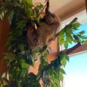 ヒメ日記 2026/01/09 22:42 投稿 なな（P) 神奈川小田原ちゃんこ