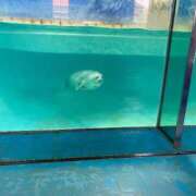 ヒメ日記 2026/03/20 21:54 投稿 なな（P) 神奈川小田原ちゃんこ