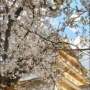 ヒメ日記 2025/03/31 11:05 投稿 実里紅花 プレジデントクラブ