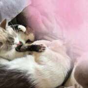 ヒメ日記 2025/02/08 08:12 投稿 ちひろ 川越ぽちゃまに