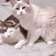 ヒメ日記 2025/09/29 12:32 投稿 ちひろ 川越ぽちゃまに