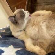 ヒメ日記 2025/11/19 10:42 投稿 ちひろ 川越ぽちゃまに