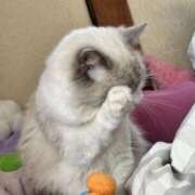 ヒメ日記 2025/12/28 21:52 投稿 ちひろ 川越ぽちゃまに