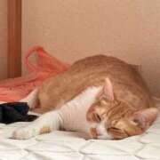 ヒメ日記 2026/01/19 14:02 投稿 ちひろ 川越ぽちゃまに