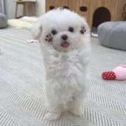 ヒメ日記 2025/05/22 20:46 投稿 瑠衣（ルイ） アバンチュール(五反田)