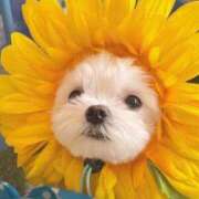 ヒメ日記 2025/08/17 02:16 投稿 瑠衣（ルイ） アバンチュール(五反田)