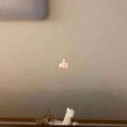 アキホ 猫と犬 マテリアル