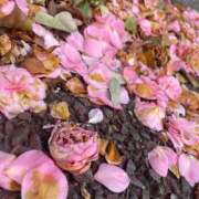 ヒメ日記 2025/05/15 16:07 投稿 カクテル スーパーマッサージ