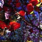 菜緒 (^^) 快楽玉乱堂