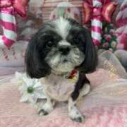 しおん 本日も🥺 熟女の風俗最終章 仙台店