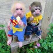 ヒメ日記 2025/12/15 17:14 投稿 しおん 熟女の風俗最終章 仙台店